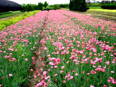 常夏石竹批发//常夏石竹种植基地