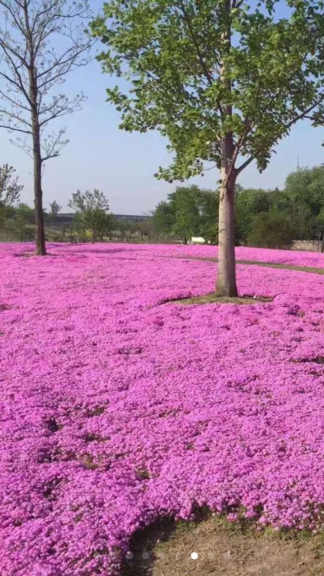 芝樱种植基地//芝樱批发