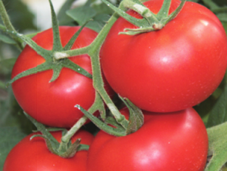 天津抗褪绿番茄种苗多少钱,抗褪绿西红柿种苗培育