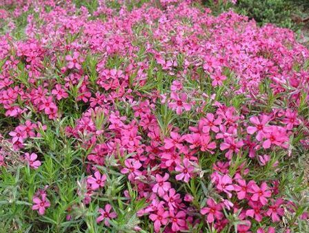 福禄考种植基地_福禄考基地