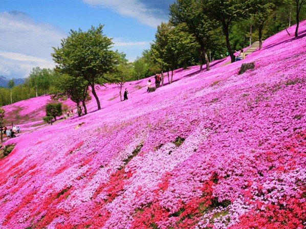 福禄考花海种植基地-供应福禄考花海