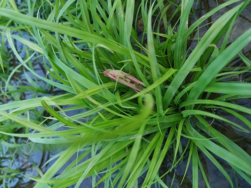 青绿苔草批发//青绿苔草种植基地