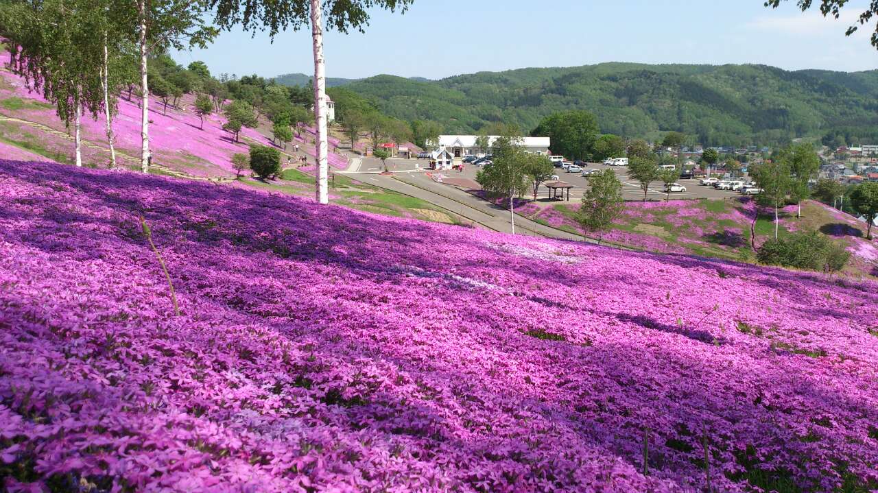 芝樱