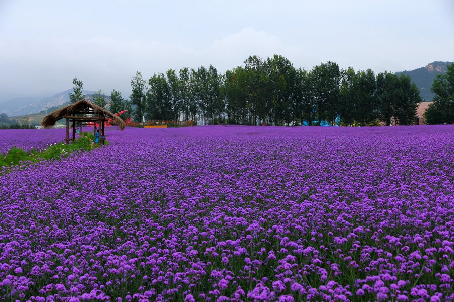 马鞭草