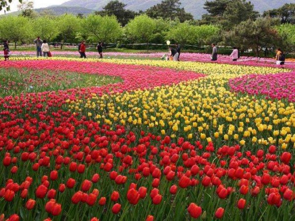 郁金香花海生产基地，郁金香花海种植基地