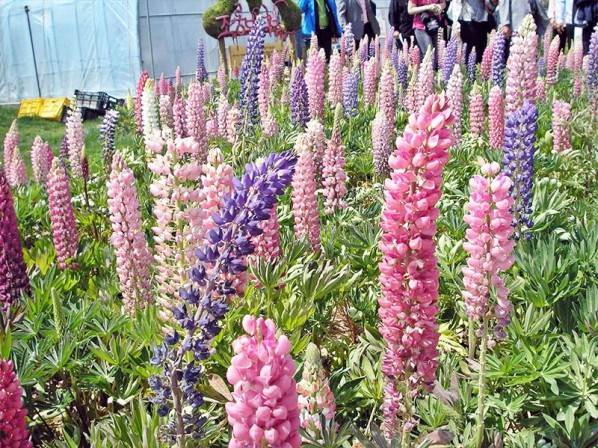 鲁冰花花海生产基地，鲁冰花花海种植基地