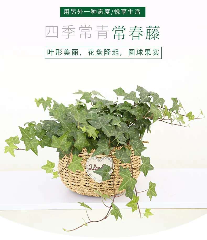 胶州绿植盆栽养殖_想找服务好的绿植盆栽就来卓进源花卉