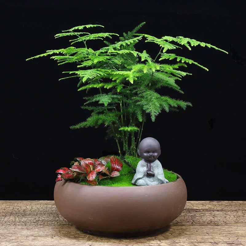 莱西绿植有哪些好处|卓进源花卉提供专业的绿植盆栽