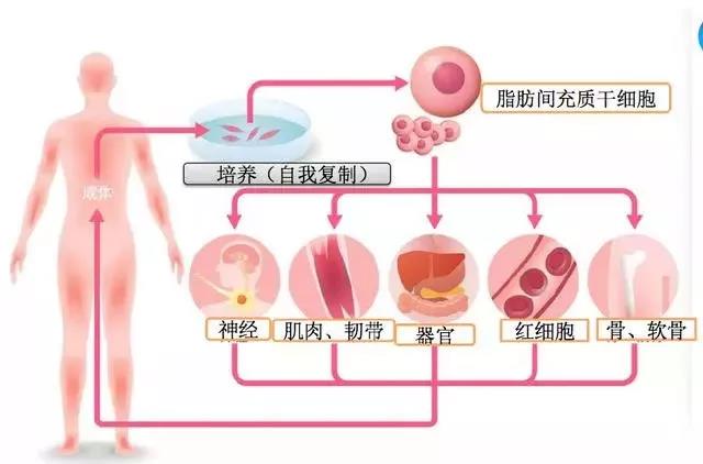 深圳金时代生物干细胞、干细胞移植治疗帕金森病、神经元损伤等疾