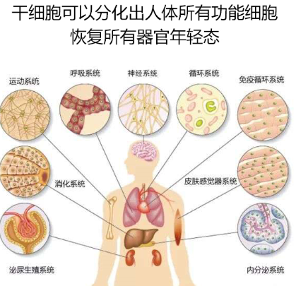 人体免疫系统与年龄的关系！抗衰老有了干细胞就够了！