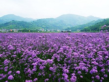 马鞭草