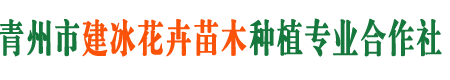 青州市建冰花卉苗木种植专业合作社