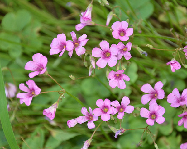 红花酢酱草价格//红花酢酱草基地