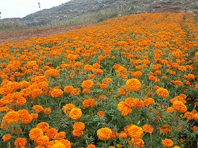 万寿菊种植基地