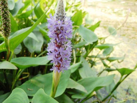 再力花//再力花种植基地