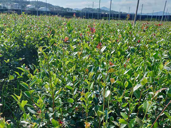 两年生油茶苗杯苗