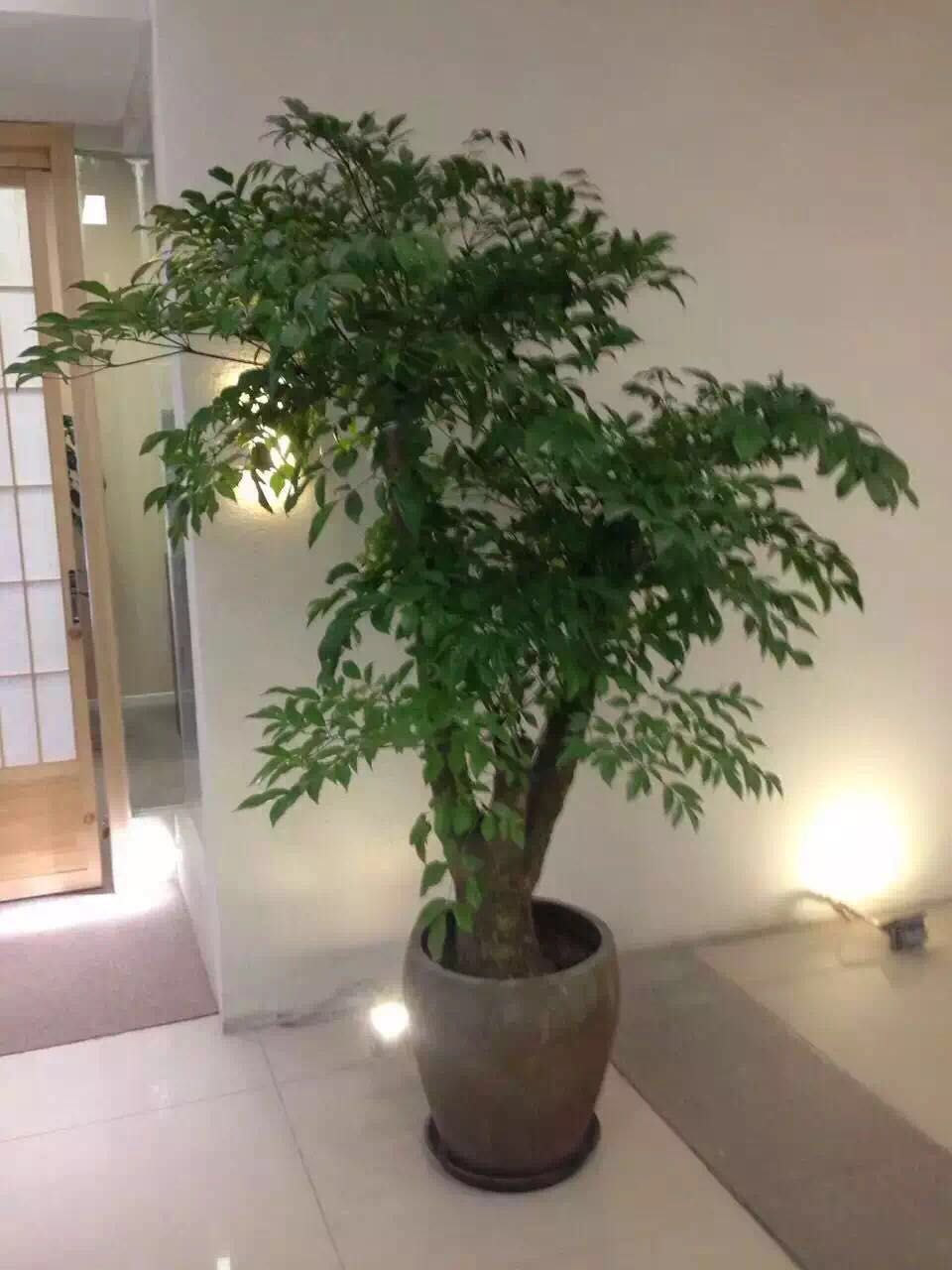 老牌的哈尔滨花卉租赁公司推荐 鹤岗植物墙多少钱