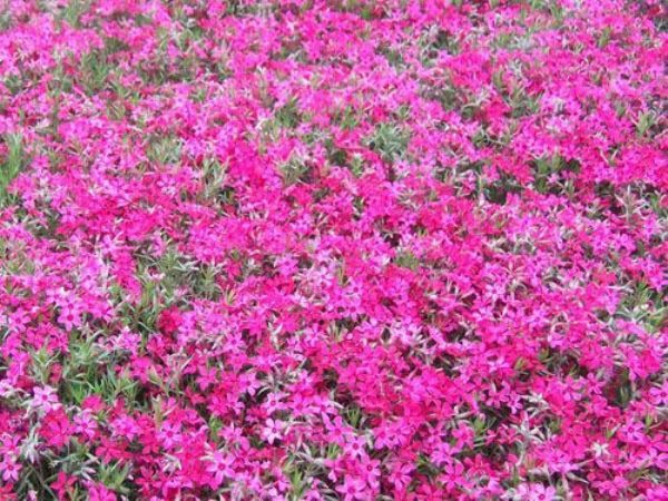 芝樱基地//芝樱种植基地