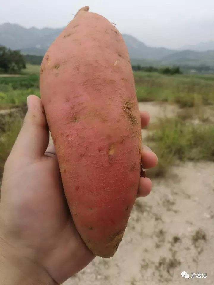 【昆嵛正源食品】烟台地瓜干 烟台地瓜干批发 昆嵛山地瓜干