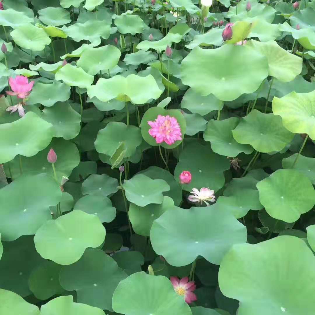 标准盆荷花