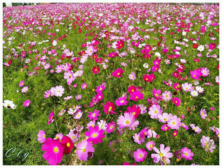 波斯菊种植基地|波斯菊批发