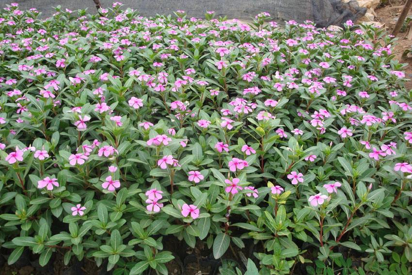 长春花//长春花种植基地