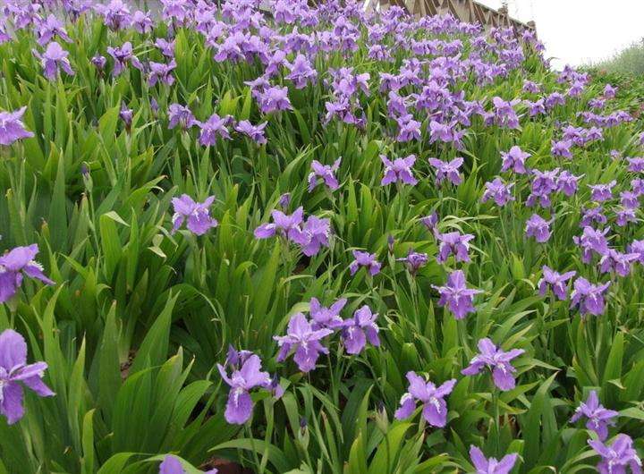 紫花鸢尾基地//紫花鸢尾种植基地