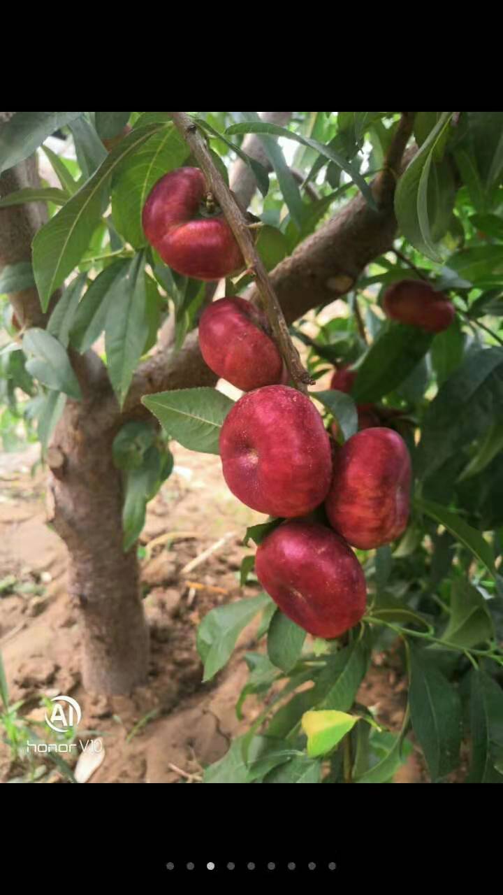 金钱油蟠桃//金钱油蟠桃种植基地