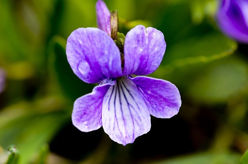 紫花地丁