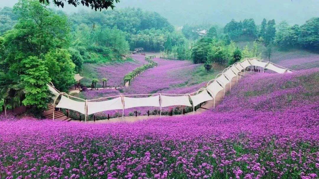 马鞭草花海施工//马鞭草花海租摆