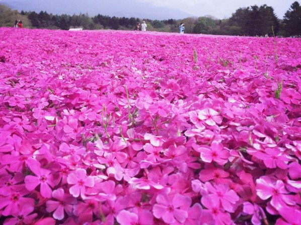 山东芝樱花海苗报价