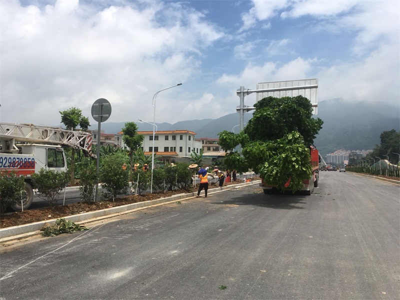 道路街道绿化工程