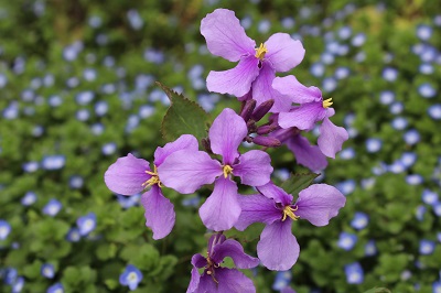 【花颜花坊】二月兰哪里有！二月兰多少钱！长运