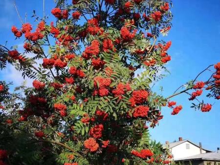 百花花楸_百花花楸低价质优专业公司就联系美园苗木