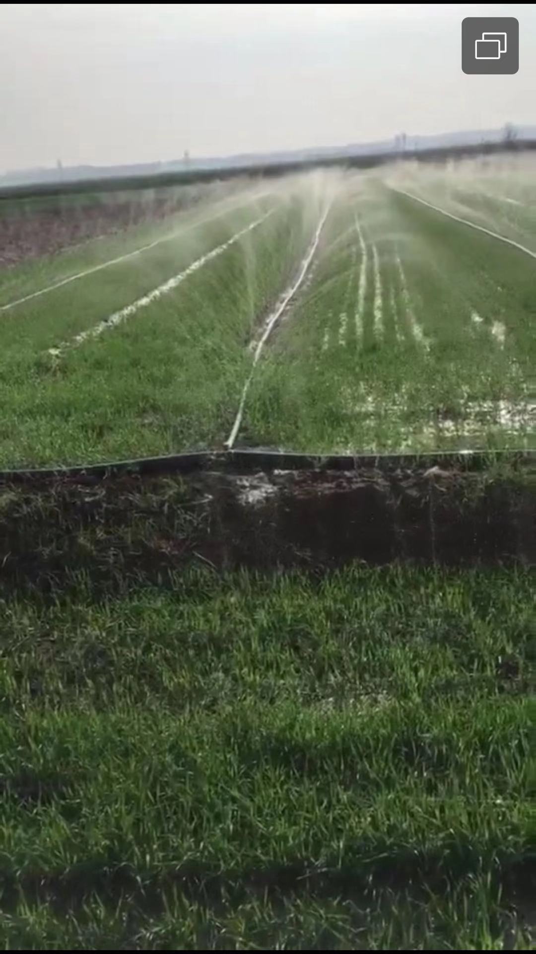 小麦喷水带鑫迪龙