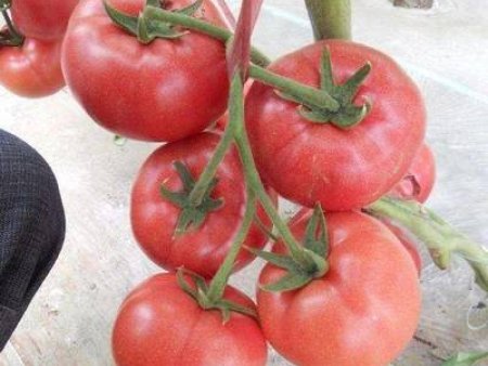 安徽番茄批发市场