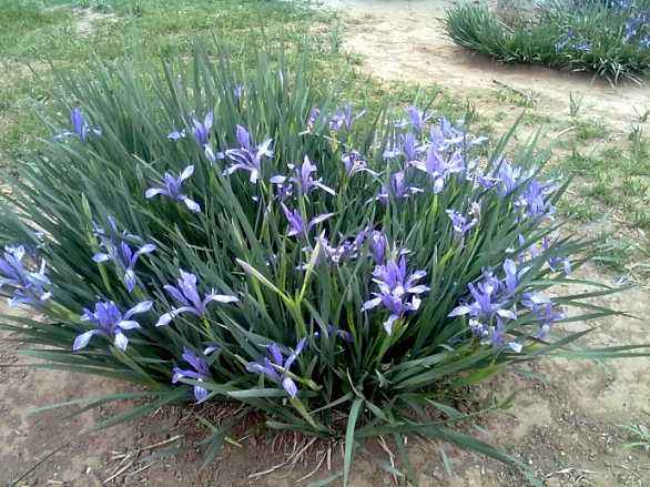 马兰花种植基地