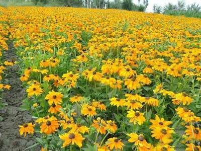 黑心菊种植基地【咨询】德勇花卉