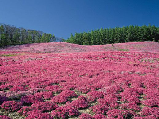 八宝景天哪里有？【荐】德勇花卉