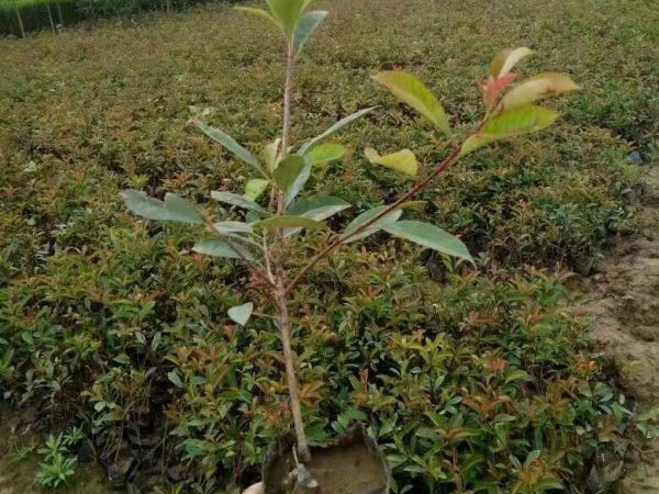 【德勇花卉】红叶石楠种植基地||培育基地