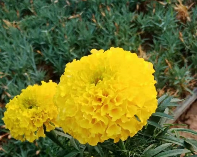 好货！万寿菊种植基地——景鹏花卉万寿菊供货商