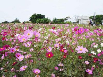 山东波斯菊价格【景鹏花卉】波斯菊基地种植