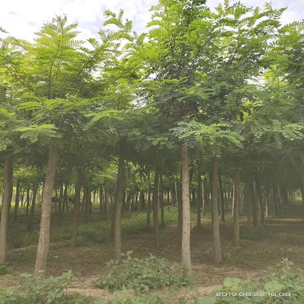 刺槐种植批发@刺槐基地放心之选--志超花卉