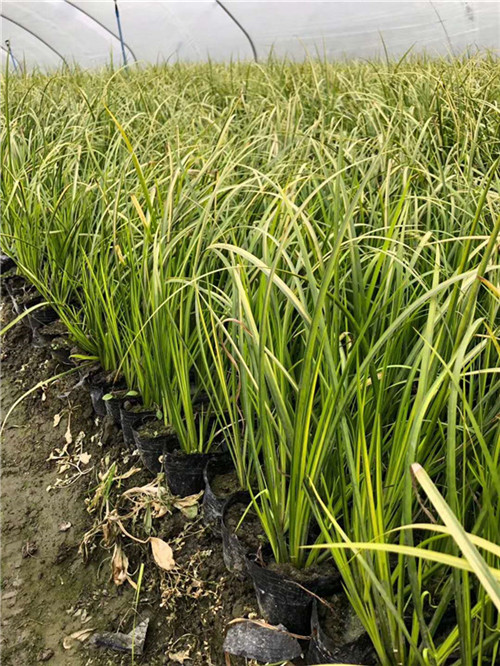 金叶石菖蒲批发||金叶石菖蒲种植基地