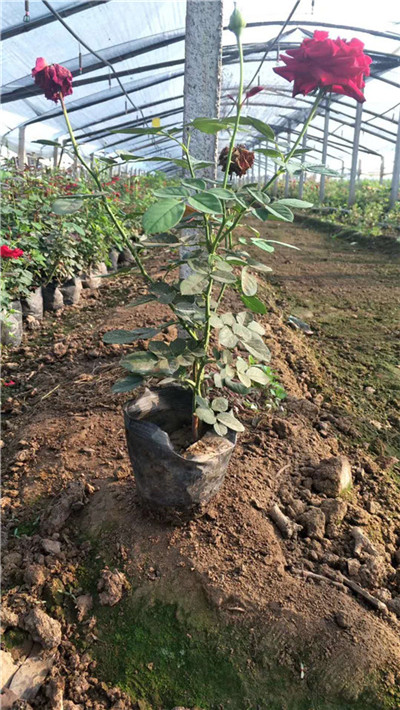 大花月季种植基地——大花月季哪家好