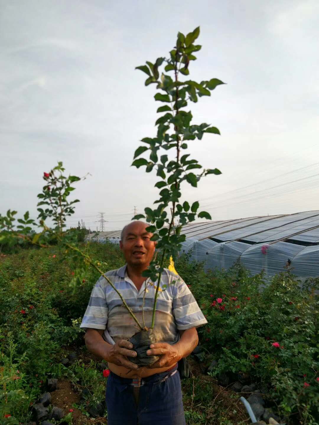 大花蔷薇培育基地