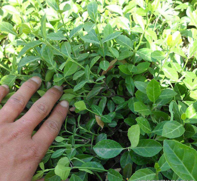 小叶扶芳藤//小叶扶芳藤种植基地