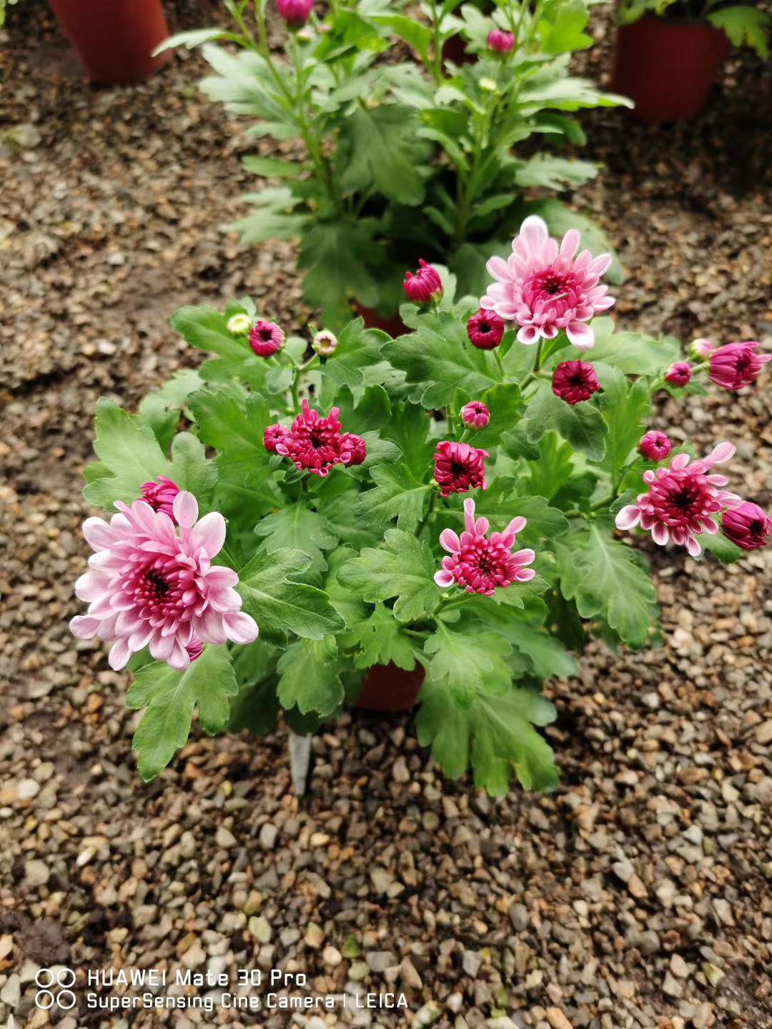 四季菊//四季菊种植基地