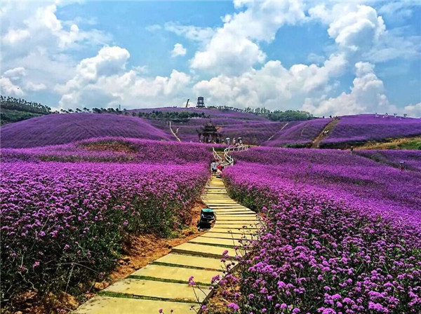 马鞭草苗价格/马鞭草苗种植基地