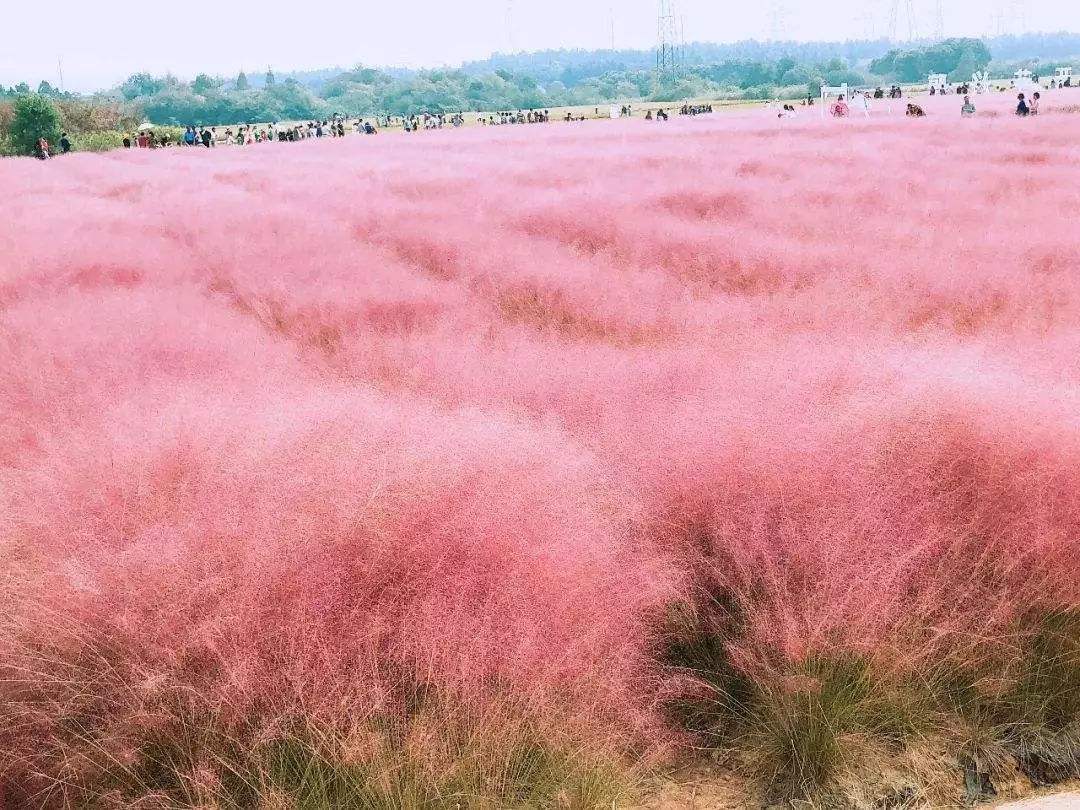 粉黛乱子草哪家好？粉黛乱子草多少钱?